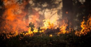 Forest fire
