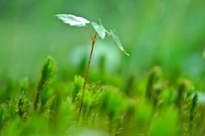 A small plant with a red stem and a few green leaves, against a blurry background of green plants.