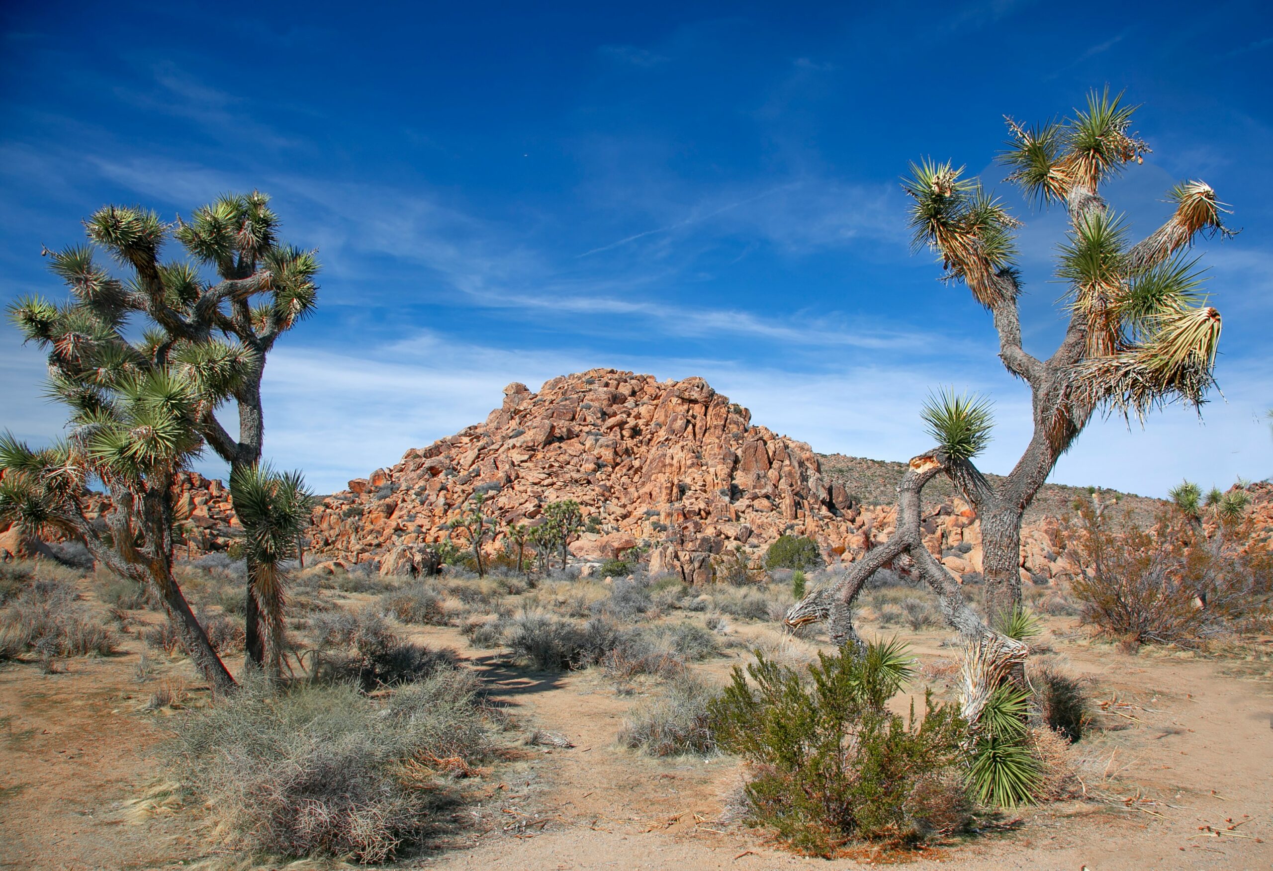 Joshua trees stand in a desert landscape with rocky hills.