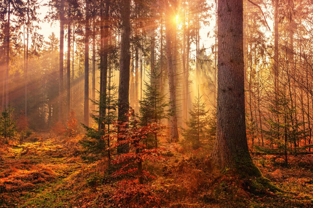 Forward Today: The law of the Lord revives the soul